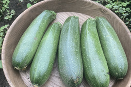 皮ごと生でイケちゃうズッキーニさん　２kg　8〜16本入り 自家採種
【栽培期間中 肥料・農薬・たい肥不使用】　癒やしのお野菜