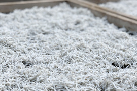 ふっくら仕上げ 釜揚げしらす500g 小分け包装済み)【翌日発送 毎日便 対応】春しらす