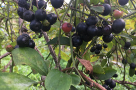 ジャムを作ろう🎶  ( 1kg )小〜中粒 生ブルーベリー
繊維たっぷり❣️