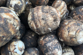 ＊数量限定【新潟県特別栽培認証】五泉産 大玉さといも1kg(2L以上）