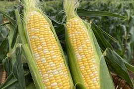 【予約特価❗】留守農場の朝穫れスーパースイートとうもろこし🌽バイカラー　感動の甘さをお届け　(Lサイズ６本