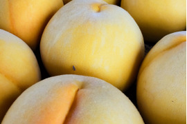 数量限定🍑黄ららのきわみ3kg🍑希少種&激レア🍑朝採り🍑【自宅用】訳あり品🍑甘い糖度高め品種🍑硬め～熟すとジューシーなめらか黄桃🍑きららのきわみ🍑追熟オススメ🍑9月上旬頃～収穫予定です