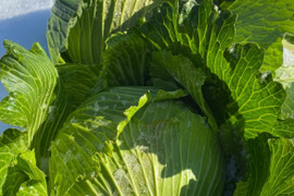 【１人１回だけの特別便】雪どけの春キャベツ２玉　兵庫県香美町産　春キャベツ２玉
【父の日ギフト】