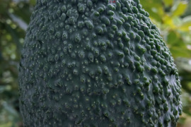 奇跡の国産「愛媛アボカド」愛媛県産約1㎏