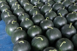 熊本 植木産 黒小玉西瓜[なつここあ]4個入