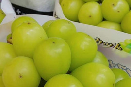 🍇秋ギフト🍇【幻の牧丘天空シャインマスカット】最高糖度25度オーバー高原地で育つ幻の葡萄『2025年10月下旬発送』約2kg4～8房【朝どれ】