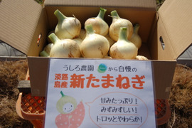【大玉】淡路島　新玉ねぎ！みずみずしく、柔らか～い！10ｋｇ【ひょうご安心ブランド認証】特別栽培　早生
