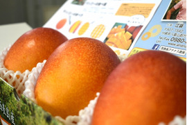 【規格外】【訳あり】とろける至福の完熟マンゴー２ｋｇ「沖縄西表島産」