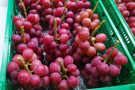 🍇敬老の日ギフト🍇【幻の牧丘天空ヌーベルローズ】日本でほとんど出回らない激レア品種🍇赤いシャインの異名を持つワインのような芳醇な味わいで大人気『2025年9月中旬発送』約2kg4～8房【朝どれ】