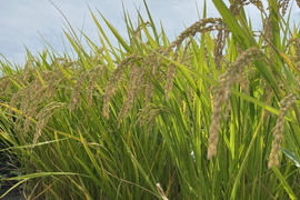 令和6年産 岡山県産きぬむすめ単一原料米　玄米10kg　農家直送！