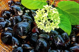 ★旬をお届け★"活け込み"こだわり大和しじみ1.2㎏(Lサイズ600g×2ネット)茨城県涸沼湖産　こだわり大和活け込みしじみ/完全砂抜き済み