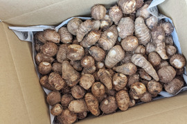 【お得用里芋】土垂　5kg（サイズ無選別）