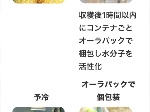 【限定早期発送】6/5〜6/14発送『甘々娘（かんかんむすめ）or  甘太郎』A品小箱4〜6本入り鮮度保持フィルムで全国発送でも採りたてのトウモロコシを！