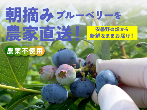 【食べチョク高評価No.1】ブルーベリー約1キロ【栽培期間中農薬不使用】大小ミックス 商品ID40461  旬 生食用 加工用 ベリー 果物 ギフト 贈答 家庭用 予約 6月 7月