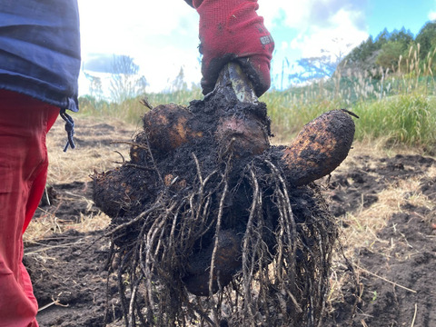 【訳アリ】【自然栽培】　里芋（土垂）５kg　農薬不使用・無肥料栽培　¥600/kg　【令和６年・岐阜県産】