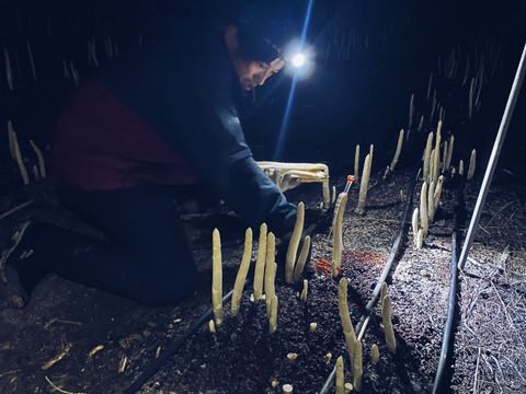 【北海道 上富良野産】2種類を食べ比べ♪ホワイト＆グリーンアスパラガス 2L900g【春芽】