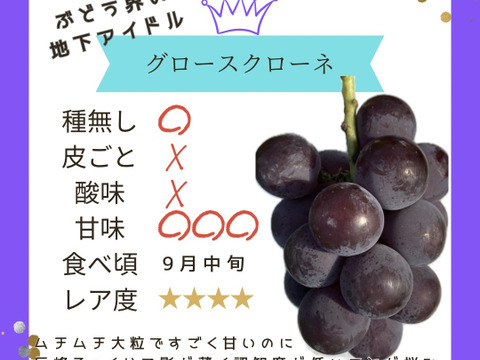 たっぷり♡スペシャル6種食べ比べ♡つぶつぶパック1キロ♡山形県産ぶどう