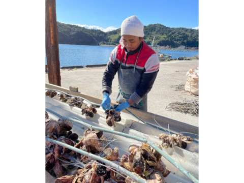 【2025牡蠣-1🏆金賞受賞】生食可！いわがき春香Mサイズ（235g〜300g）10個入【岩牡蠣】