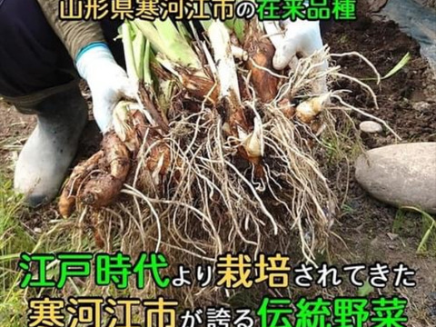 山形のおいしい伝統野菜　里芋　さがえ「子姫芋」3ｋｇ