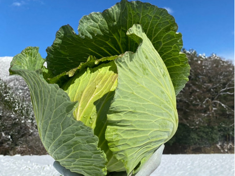 【１人１回だけの特別便】雪どけの春キャベツ２玉　兵庫県香美町産　春キャベツ２玉
【父の日ギフト】