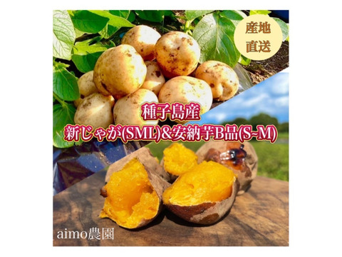 【期間限定】種子島産 新じゃが(SML)＆熟成安納芋B品(S~Mサイズ) セット ｜1箱2kg(箱別)