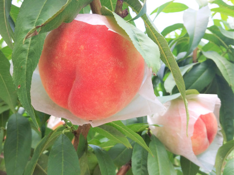 【お試し規格】訳あり C品　約3kg　8～14玉　9月上旬　お得にたくさん食べたい方へ　農家直送