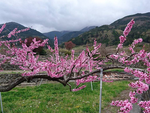 【7月下旬】かたい桃「なつっこ」約2kg・6～8玉１箱山梨県南アルプス上宮地産