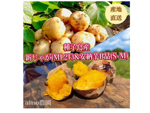 【期間限定】種子島産 新じゃが(ML2L)＆熟成安納芋B品(S~Mサイズ) セット ｜1箱2kg(箱別)