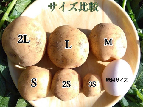 【期間限定】種子島産 新じゃが(ML2L)＆熟成安納芋B品(S~Mサイズ) セット ｜1箱2kg(箱別)