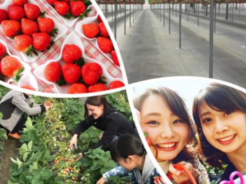 【冬ギフト】🍓日テレDayDay出演話題沸騰🍓【次世代イチゴの革命児】市場に一切出回ることのない糖度と旨味を緻密に凝縮したマッスルベリー『2025年1月上旬ごろ』発送開始