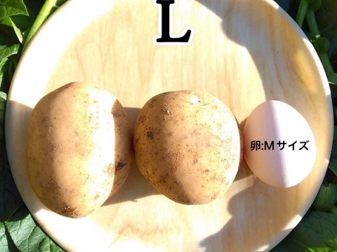 【掘りたて】種子島産 新じゃがいも S・M・Lサイズ 3kg(箱別)