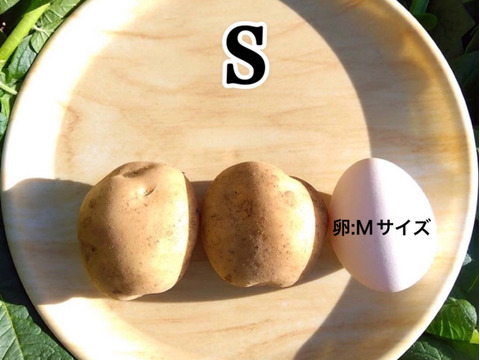 【掘りたて】種子島産 新じゃがいも S・M・Lサイズ 3kg(箱別)
