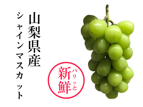パリッと新鮮☆シャインマスカット4房約1.8-2.0kg【冷蔵便】　贈答　ギフト　家庭用にも　#12 【2025年予約】