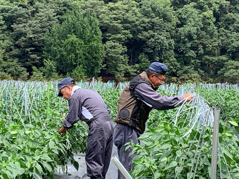 【子供も喜んで食べる🫑】　朝採れ発送！　兵庫県香美町産「たじまのピーマン１ｋｇ」
