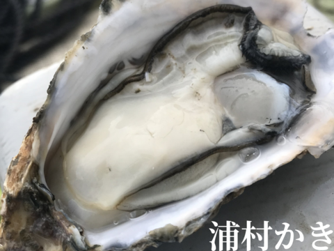 えっ、こんなに⁉ 牡蠣好き歓喜の20%増量中！
三重県産 浦村かき  むき身500g＋殻付き20個 ×3箱
（1箱あたり、約2.7kg前後、4～5人前）
【贈り物】【生牡蠣】【生食用】 母の日父の日