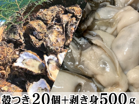 えっ、こんなに⁉ 牡蠣好き歓喜の20%増量中！
三重県産 浦村かき  むき身500g＋殻付き20個 ×3箱
（1箱あたり、約2.7kg前後、4～5人前）
【贈り物】【生牡蠣】【生食用】 母の日父の日