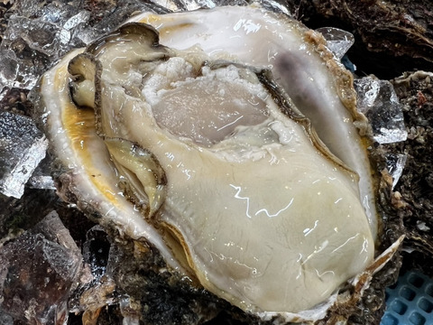 《日間賀島産》素潜り漁採取，天然岩牡蠣
超特大サイズ
濃厚な旨味、海のミルク、4Kg4-6個入
なんと‼️下処理して発送‼︎
3名限定レビューサービス有！