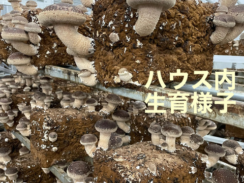 クール便発送　肉厚椎茸小中サイズ1000グラム　徳島県産　しいたけ　シイタケ
