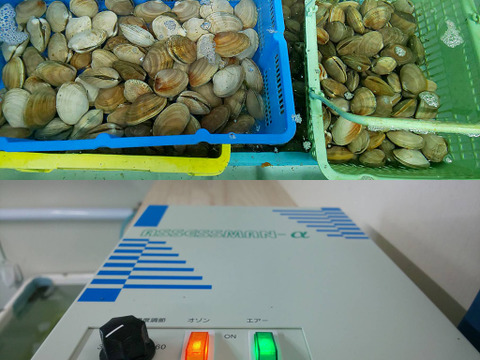 ワイズユースの恵み　根室市風蓮湖・温根沼産　豆アサリ＜1.5㎏＞　砂抜き済み