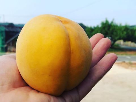 🍑🍑🍑🍑岡山の桃　ゴールデンピーチ【贈答用大玉3玉】【4箱セット】