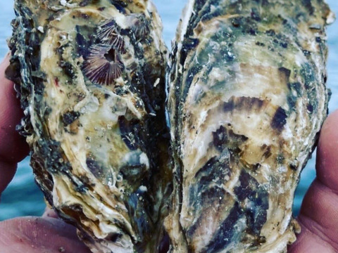 牡蠣好き歓喜の30%増量中！S～Mサイズ 20個入り 1.8Kg 
【生牡蠣】【生食用】三重県産 殻付き 浦村かき(2～4人前）
牡蠣 貝類 海鮮 BBQ バーベキュー 牡蠣パーティ母の日父の日ギフト