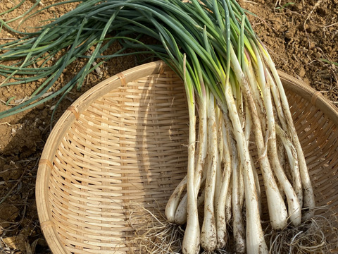大好評！島らっきょう　500g
