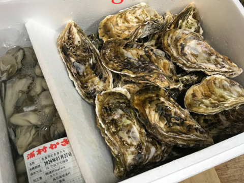 えっ、こんなに⁉ 牡蠣好き歓喜の20%増量中！
三重県産 浦村かき  むき身500g＋殻付き20個 ×3箱
（1箱あたり、約2.7kg前後、4～5人前）
【贈り物】【生牡蠣】【生食用】 母の日父の日