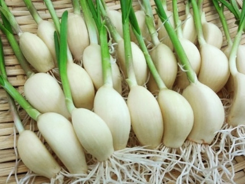 【定期便】愛知県産スプラウト青空にんにく30本以上（発芽にんにく）