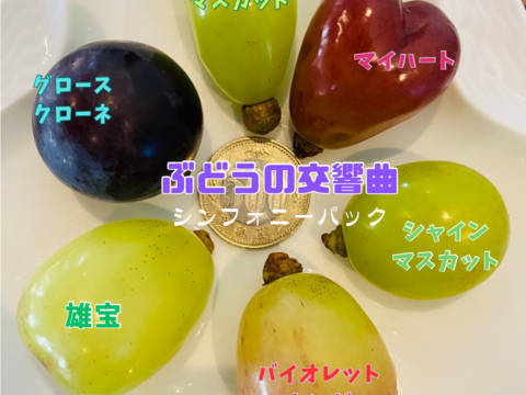 たっぷり♡スペシャル6種食べ比べ♡つぶつぶパック1キロ♡山形県産ぶどう