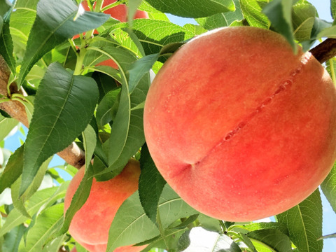 幸茜(さちあかね)3kg🍑甘い硬め🍑朝採り🍑自宅用訳あり🍑採りたて硬い→熟すともっちりジューシー🍑糖度高め品種🍑わけあり家庭用🍑8月終頃～収穫予定🍑ぶどう梨の時期だけど桃もあります♪
