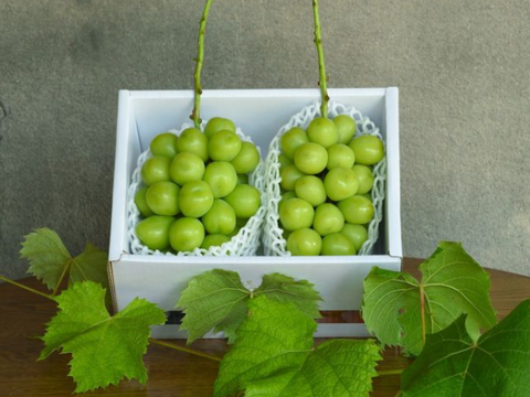【味に自信あり：2025年8月中旬先行予約】TV話題の樹熟シャインマスカット🍇夏ギフト🍇『フルーツ王国山梨の大自然×半世紀培った匠の技』が織りなす逸品お試し特価約1kg【家庭用にも】【朝どれぶどう】