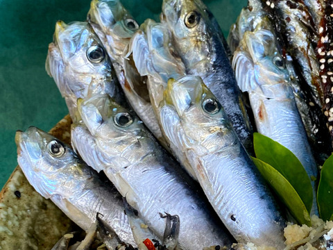 ５種！イワシ食べ比べセット