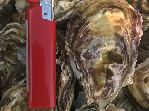 牡蠣好き歓喜の30%増量中！S～Mサイズ 20個入り 1.8Kg 
【生牡蠣】【生食用】三重県産 殻付き 浦村かき(2～4人前）
牡蠣 貝類 海鮮 BBQ バーベキュー 牡蠣パーティ母の日父の日ギフト