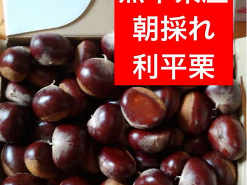 旨味しっかり！朝採れ、利平栗『熊本県産和栗』3kg